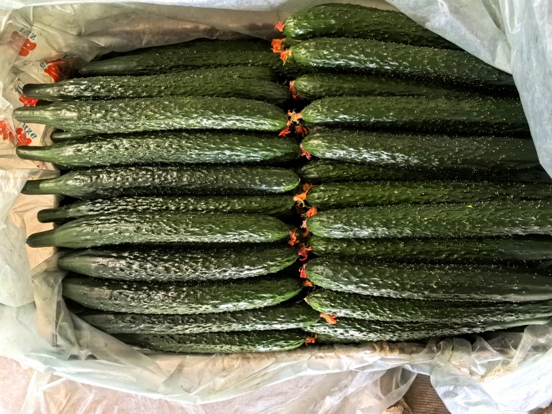 山东寿光精品黄瓜，密刺黄瓜，产地直供，当天采摘，质优价廉