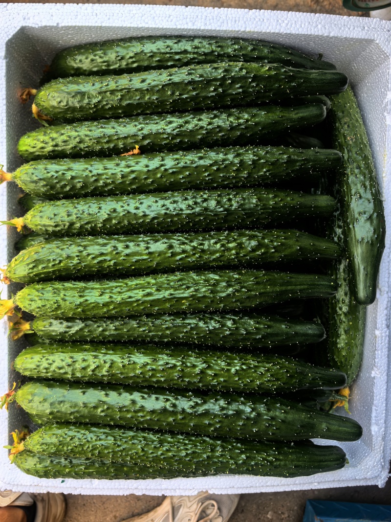 山东寿光精品黄瓜，密刺黄瓜，产地直供，当天采摘，质优价廉