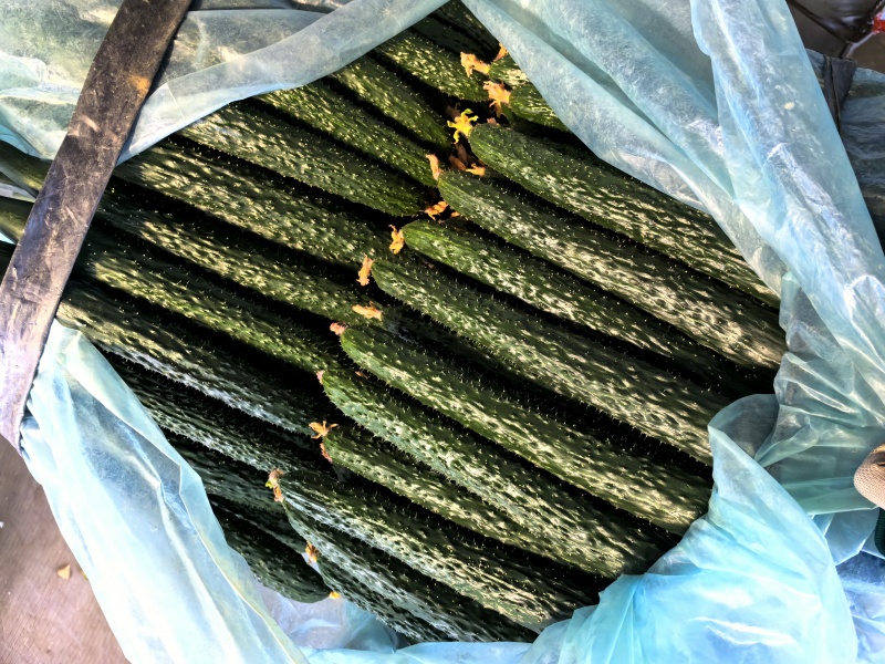 山东寿光精品黄瓜，密刺黄瓜，产地直供，当天采摘，质优价廉