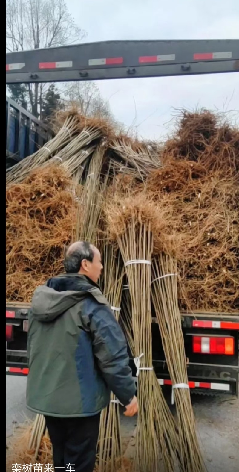 栾树小苗