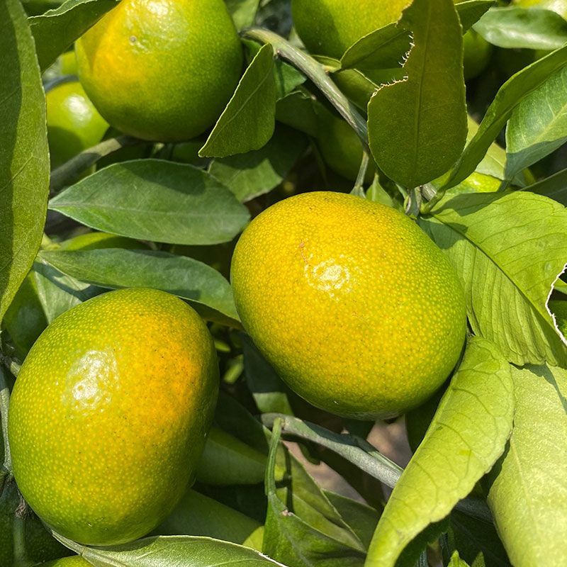 湖南省东江湖蜜桔大量供应质量保证对接市场商超电商等