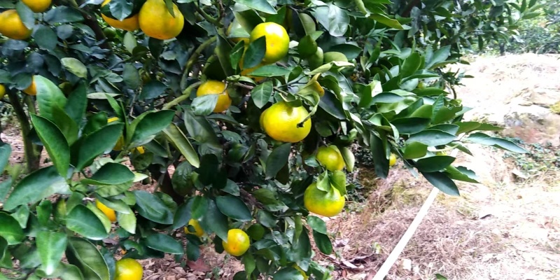 湖南省东江湖蜜桔大量供应质量保证对接市场商超电商等