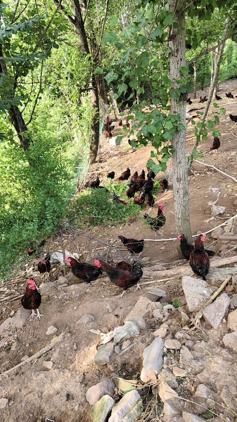 山东散养红公鸡吃草药虫子有地鸡大量有货欢迎咨询