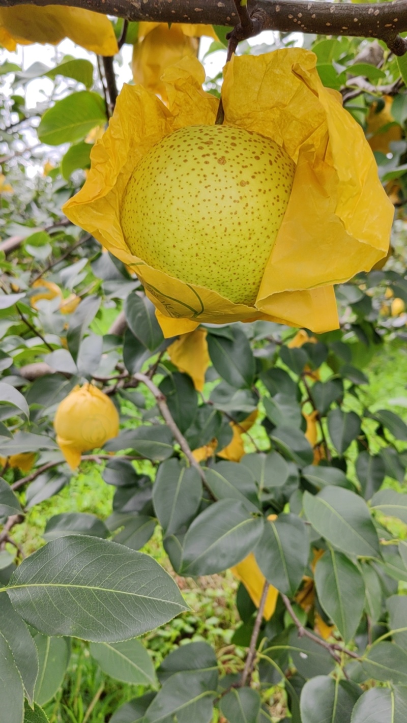 云南红土高原雪花梨