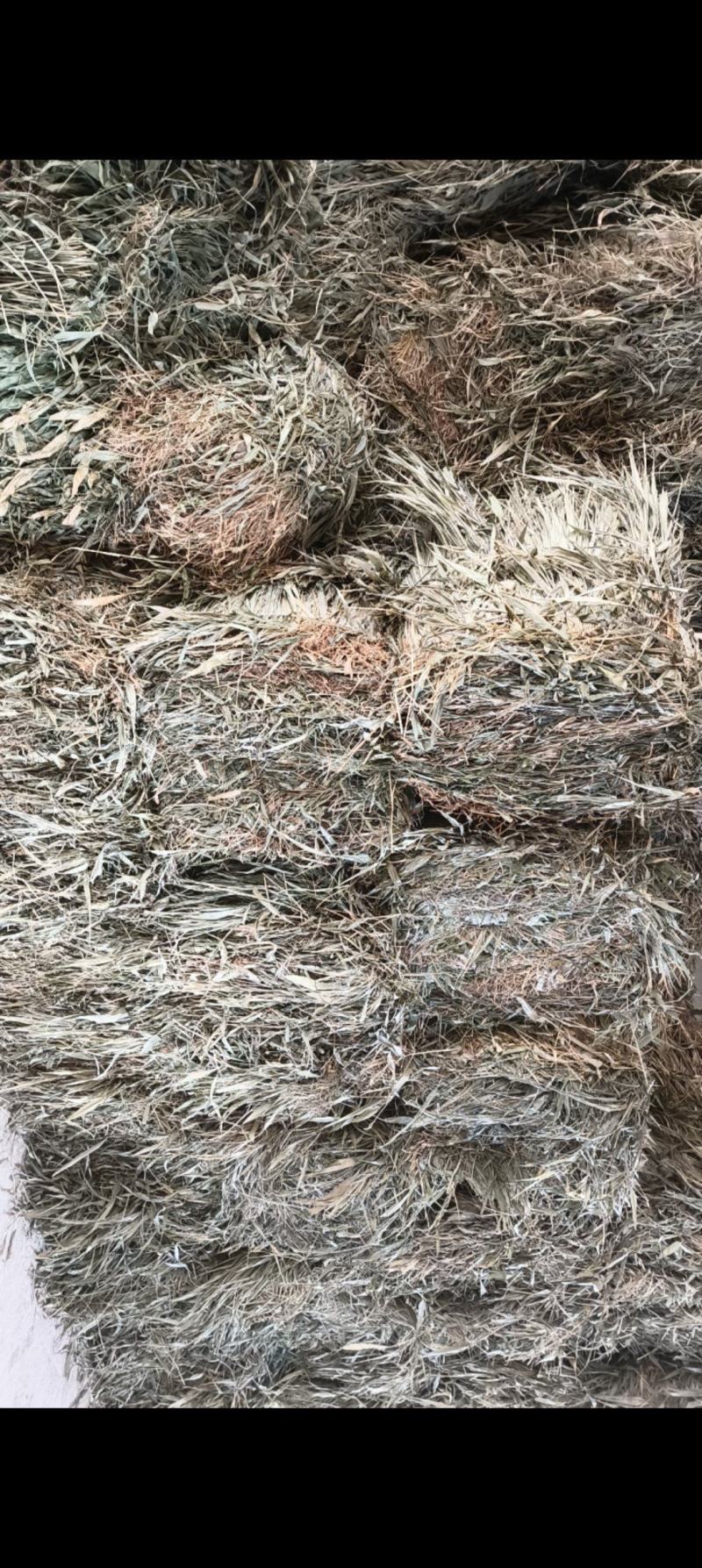 野生淡竹叶优质精心挑选视频看货量大从优货源充足