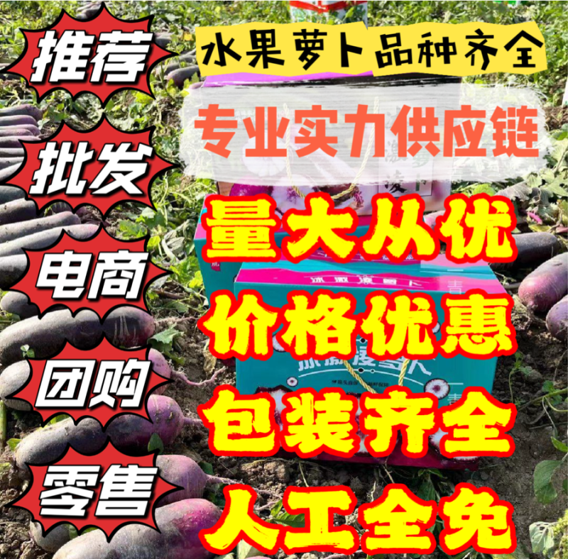 水果萝卜，冰激凌萝卜，实力供应链，欢迎前来咨询