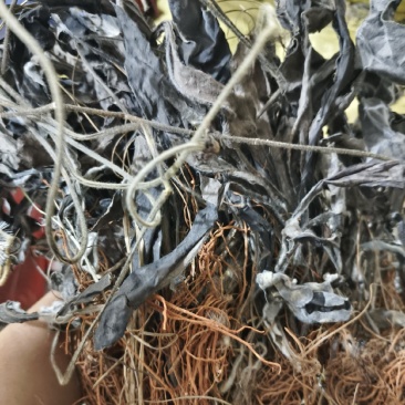 云南野生中药材毛大丁草重要全草类精品毛大丁草