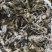 云南野生中药材毛大丁草重要全草类精品毛大丁草