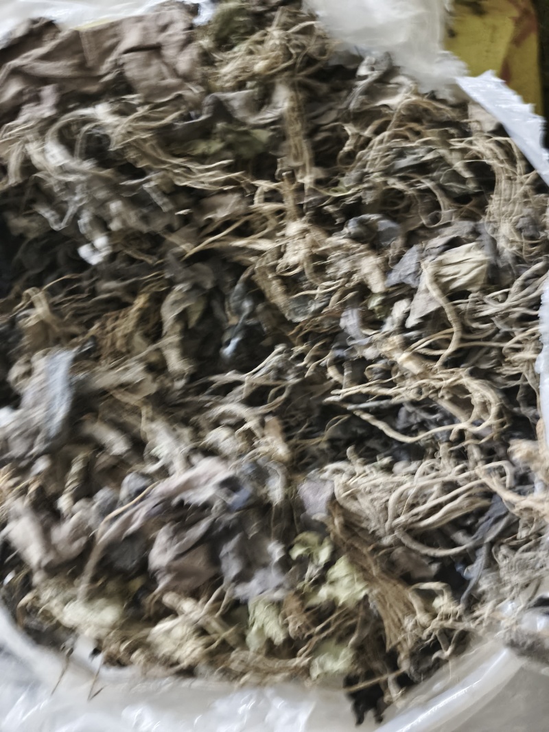 云南野生中药材毛大丁草重要全草类精品毛大丁草