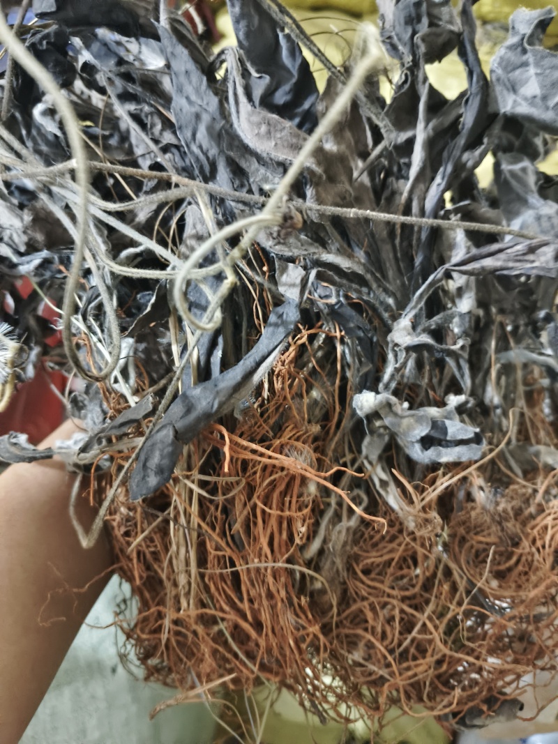 云南野生中药材毛大丁草重要全草类精品毛大丁草
