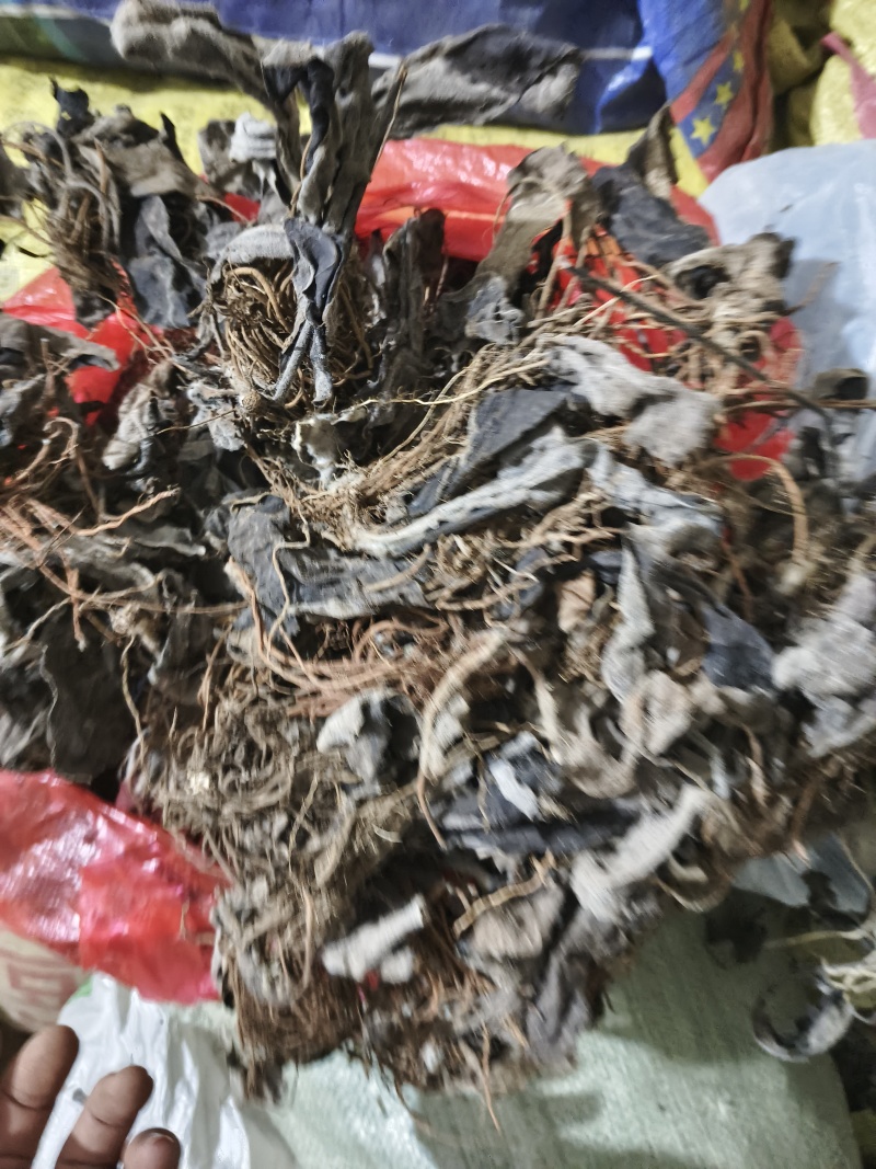云南野生中药材毛大丁草重要全草类精品毛大丁草