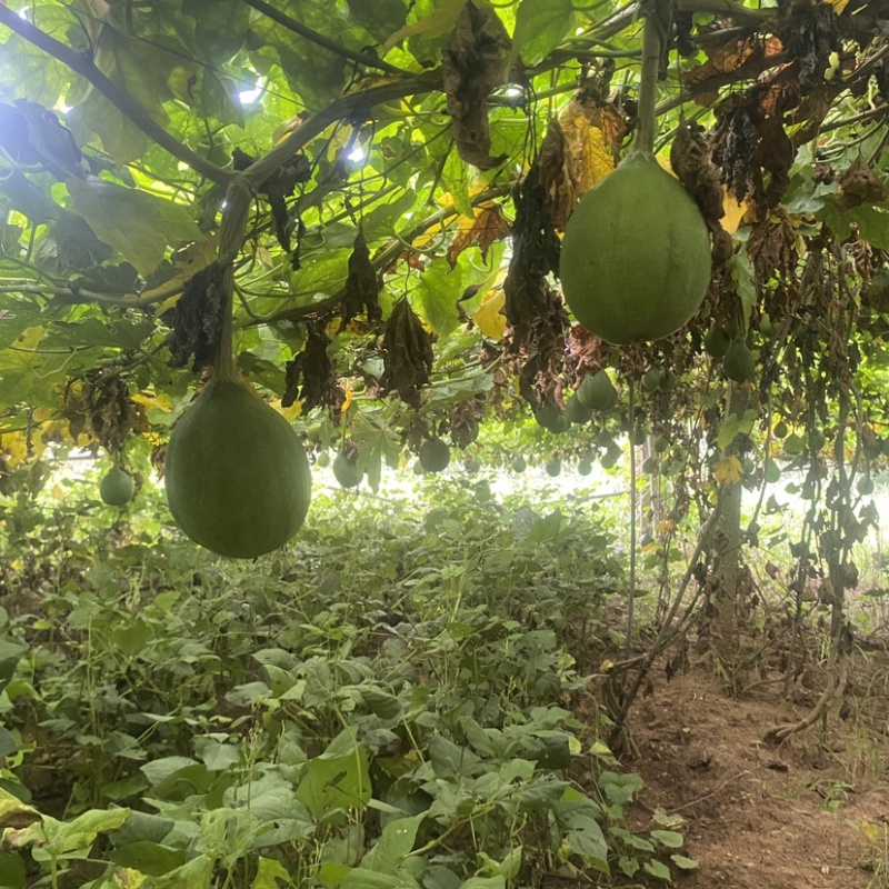 山东沂蒙山瓜蒌药材基地直发大货批发全国发货令售黄芩