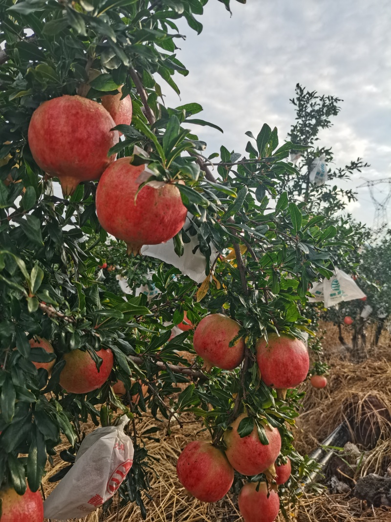 大凉山会理石榴