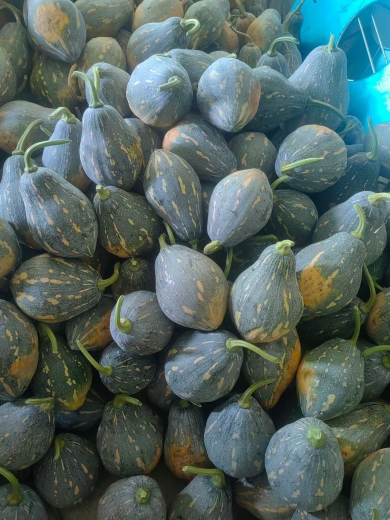 贵州香芋南瓜应季