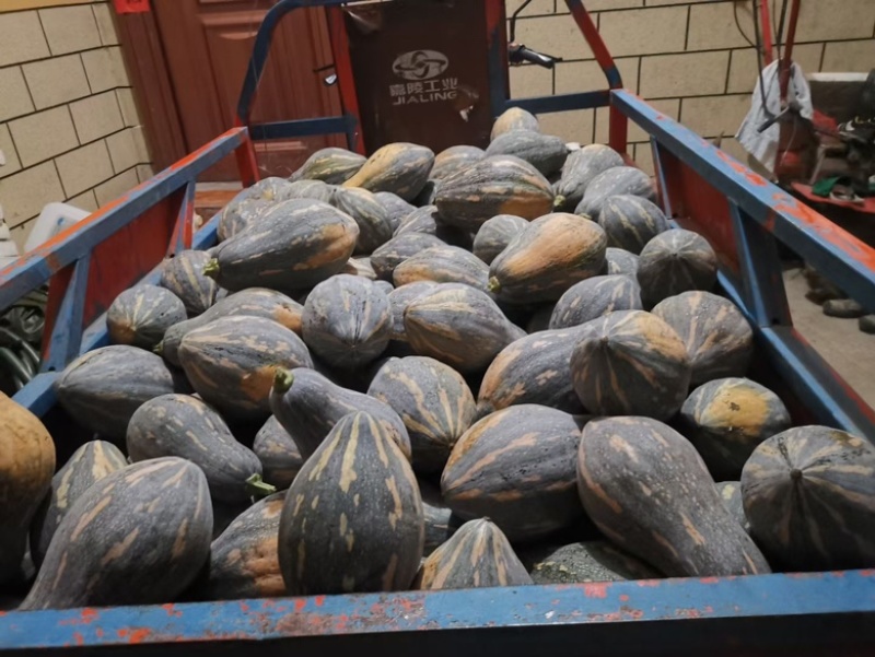 贵州香芋南瓜应季