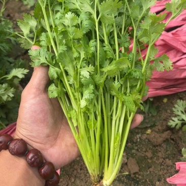 香菜.铁杆青香菜.精品香菜.露天.大棚！