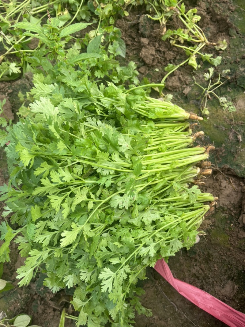 香菜.铁杆青香菜.精品香菜.露天.大棚！