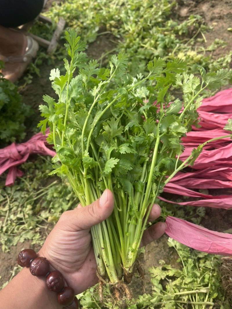 香菜.铁杆青香菜.精品香菜.露天.大棚！