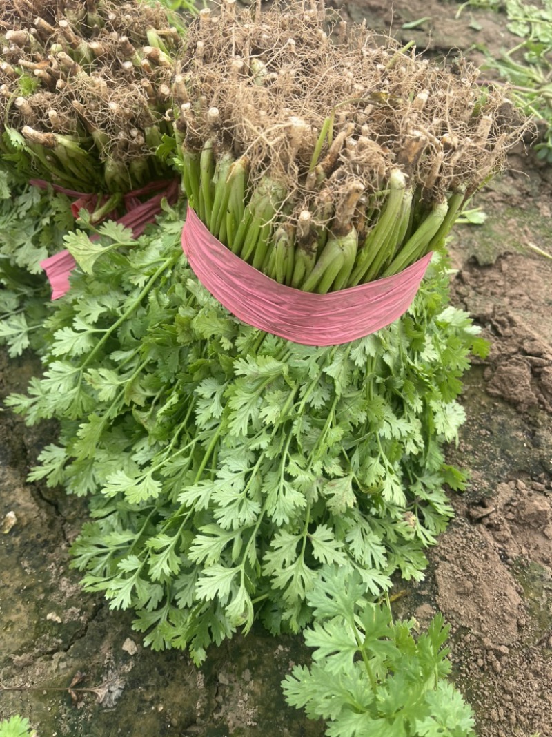 香菜.铁杆青香菜.精品香菜.露天.大棚！