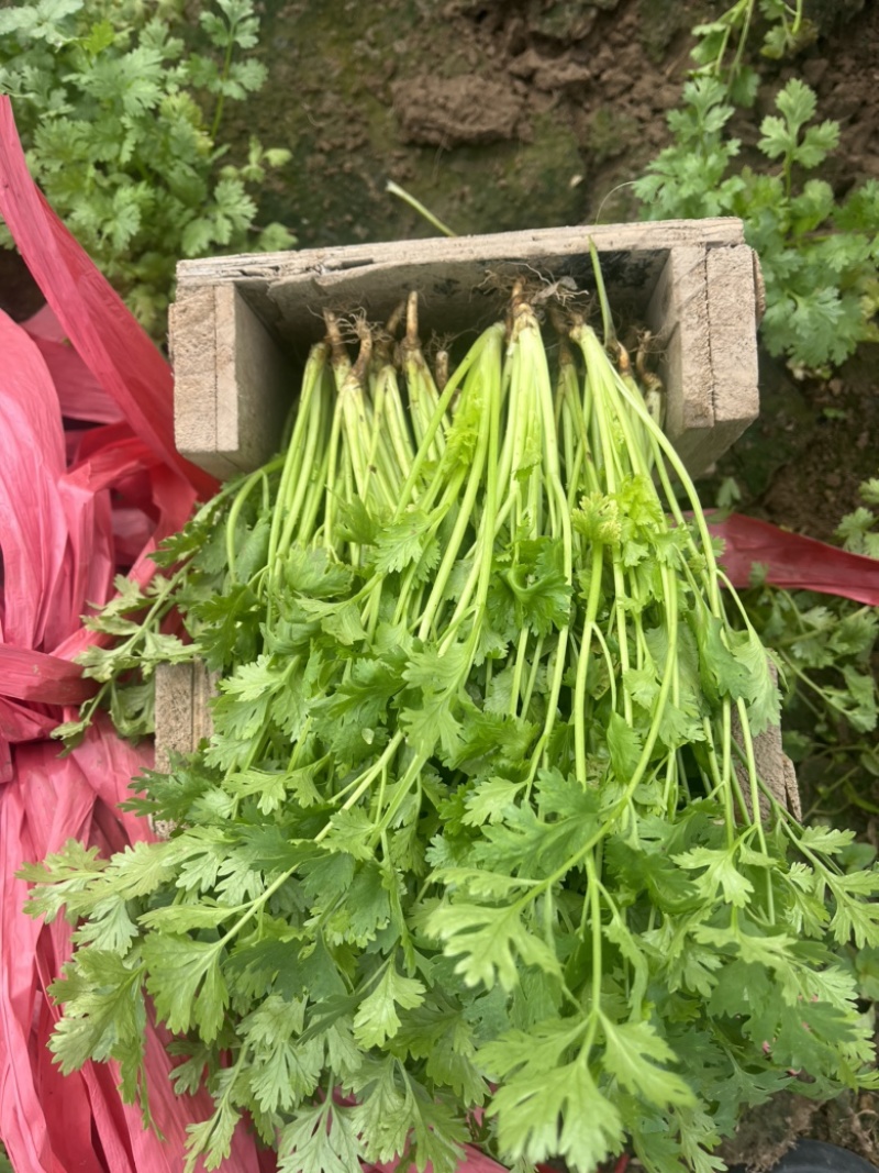 香菜.铁杆青香菜.精品香菜.露天.大棚！