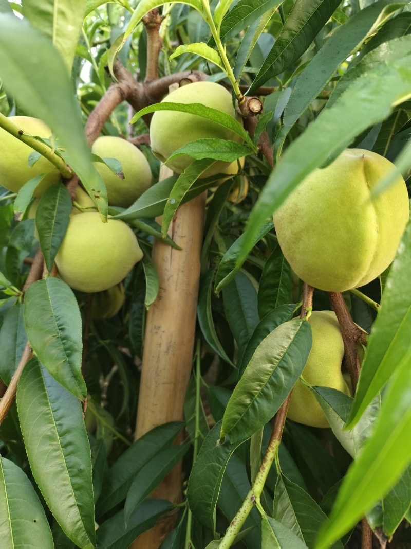 苏北青桃