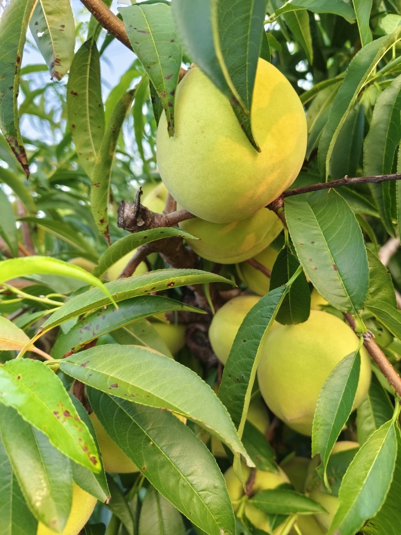 苏北青桃