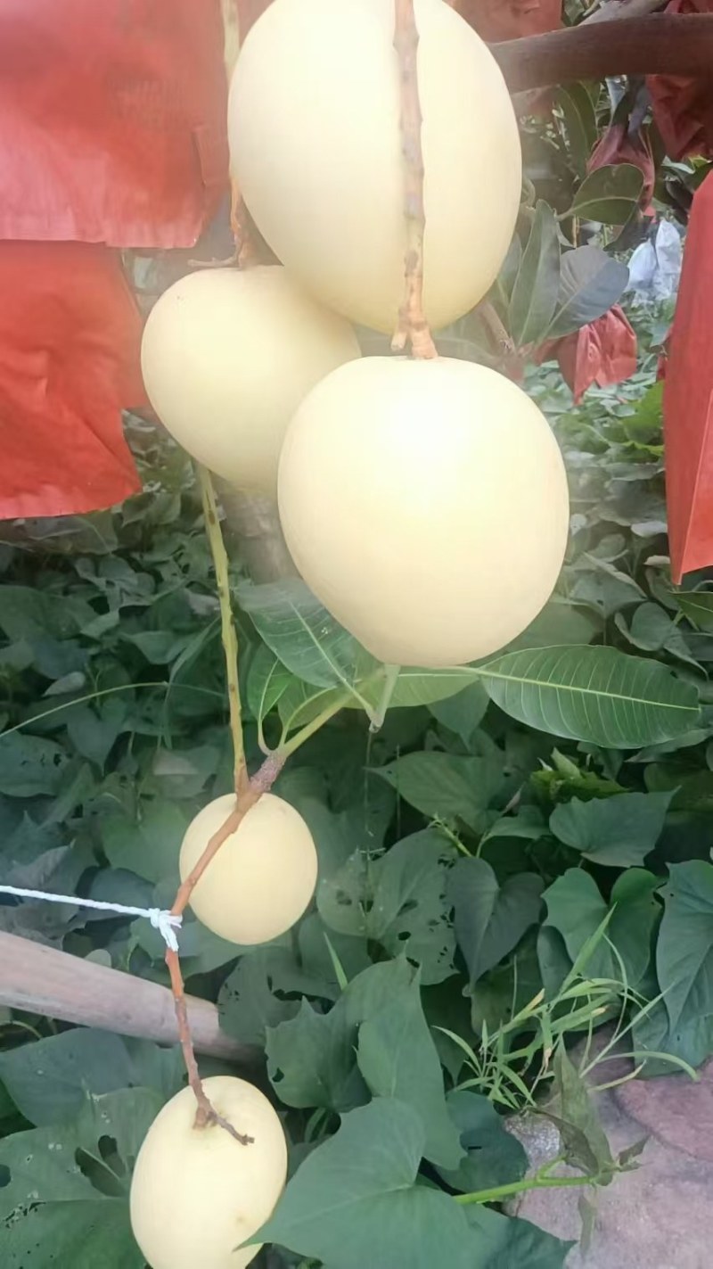 水果