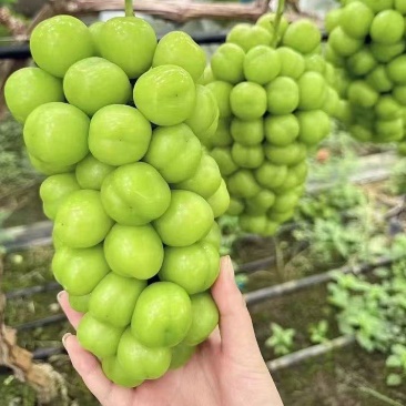 阳光玫瑰，颗粒饱满，味道纯甜，抓型好。