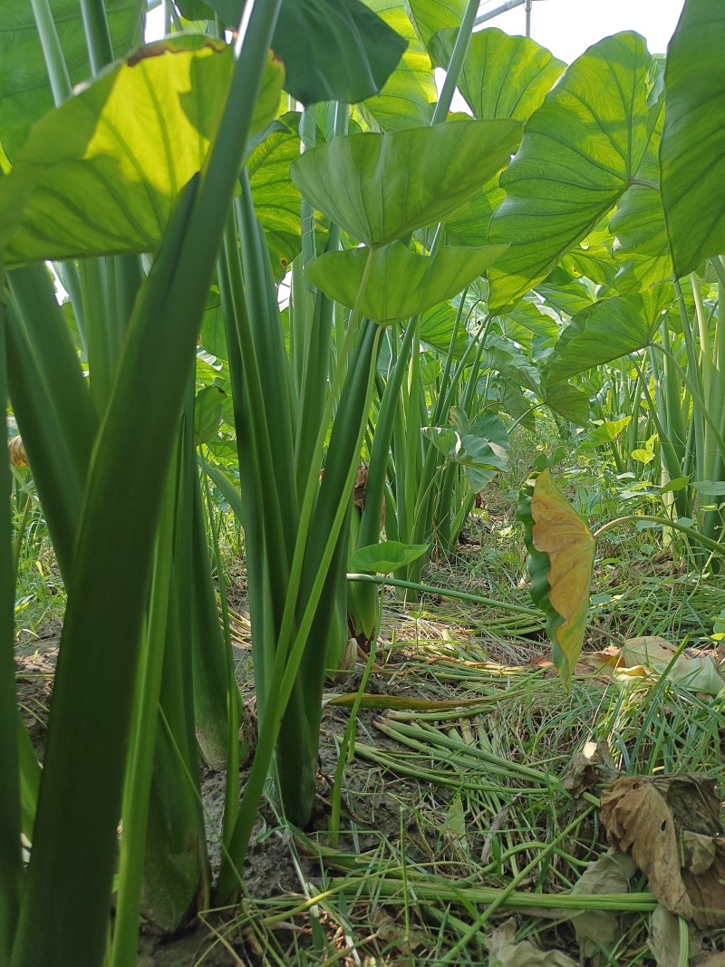 高钙香芋货源充足，产地直供，品质保障！