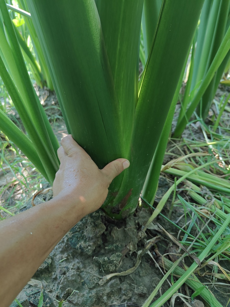 高钙香芋货源充足，产地直供，品质保障！
