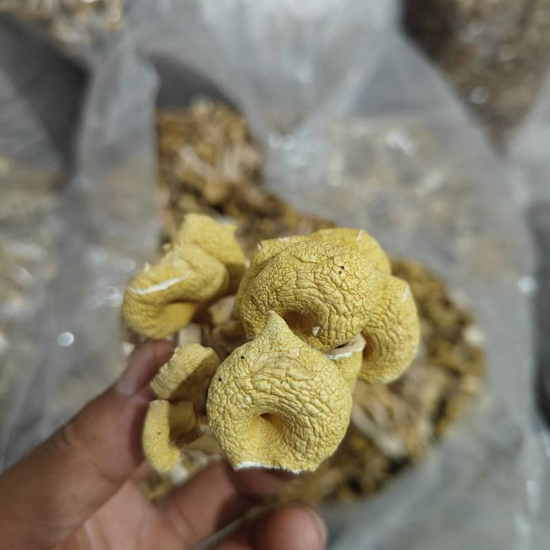 江苏徐州丰县出售榆黄蘑干品，有意者联系！