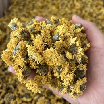 婺源皇菊