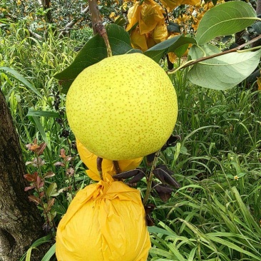 精品高原梨