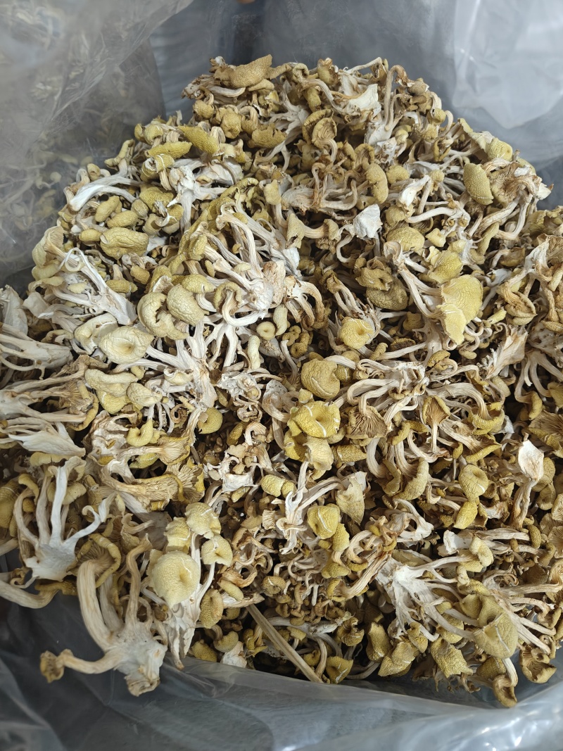 江苏徐州丰县出售榆黄蘑干品，有意者联系！
