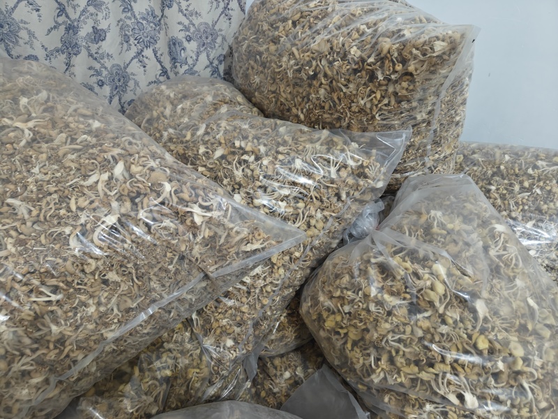 江苏徐州丰县出售榆黄蘑干品，有意者联系！