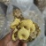 江苏徐州丰县出售榆黄蘑干品，有意者联系！