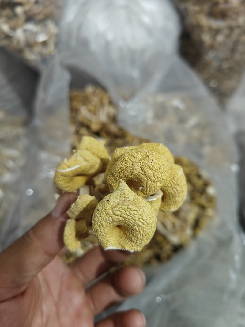 江苏徐州丰县出售榆黄蘑干品，有意者联系！