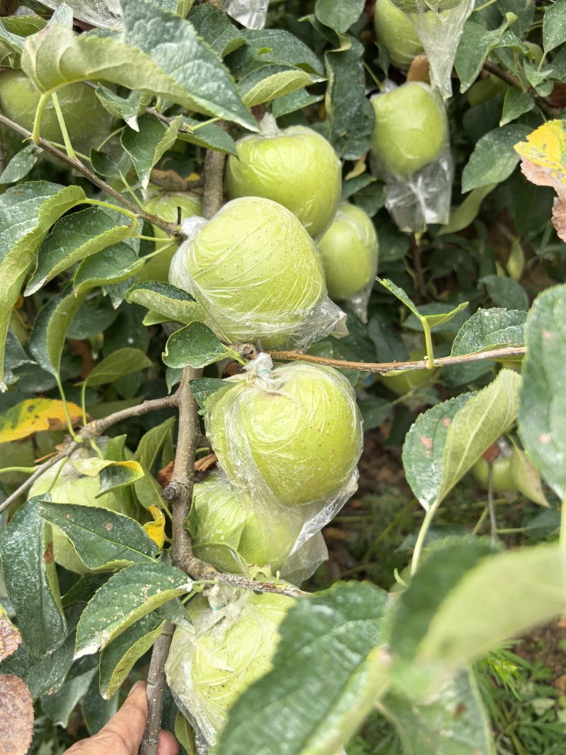 【热卖中】金帅苹果鲜果直发脆甜多汁保质保量欢迎咨询