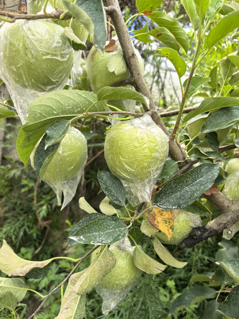 【热卖中】金帅苹果鲜果直发脆甜多汁保质保量欢迎咨询
