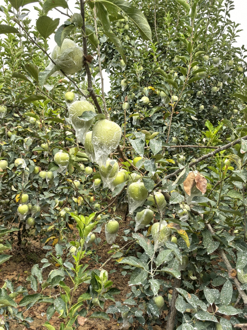 【热卖中】金帅苹果鲜果直发脆甜多汁保质保量欢迎咨询