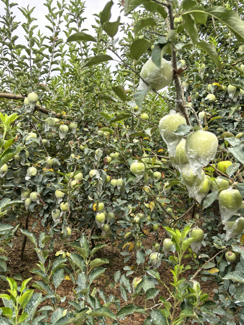 【热卖中】金帅苹果鲜果直发脆甜多汁保质保量欢迎咨询