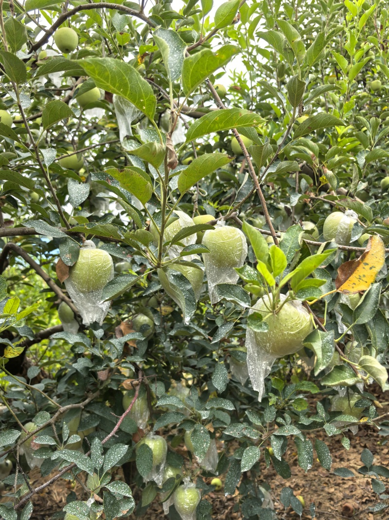 【热卖中】金帅苹果鲜果直发脆甜多汁保质保量欢迎咨询