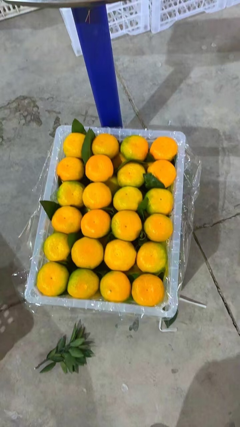 （高原种植）青皮蜜桔酸酸甜甜非长可口汁水满满，爱吃就下单