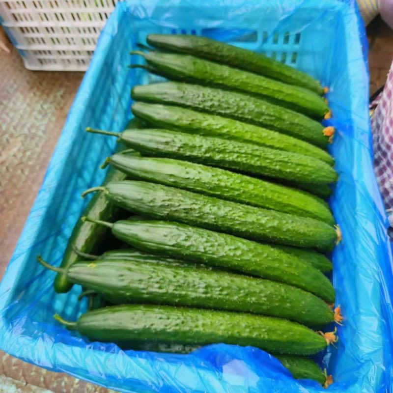 【推荐】黄瓜大量上市产地一手货源对接全国市场