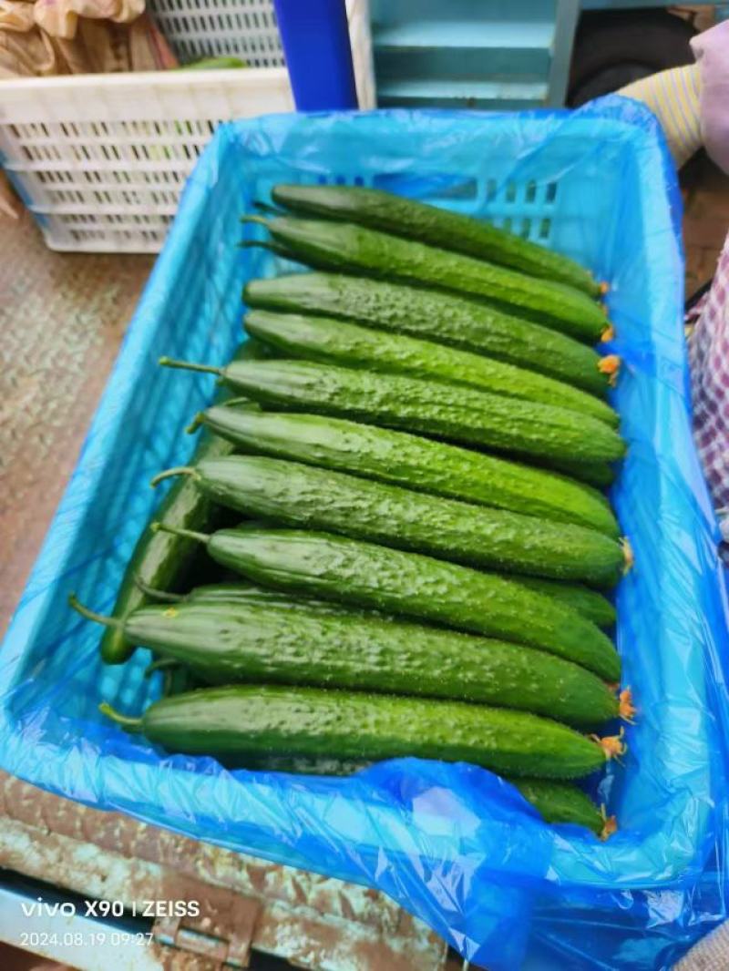 【推荐】黄瓜大量上市产地一手货源对接全国市场
