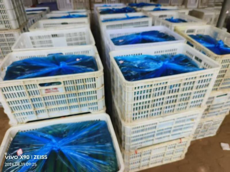 【推荐】黄瓜大量上市产地一手货源对接全国市场