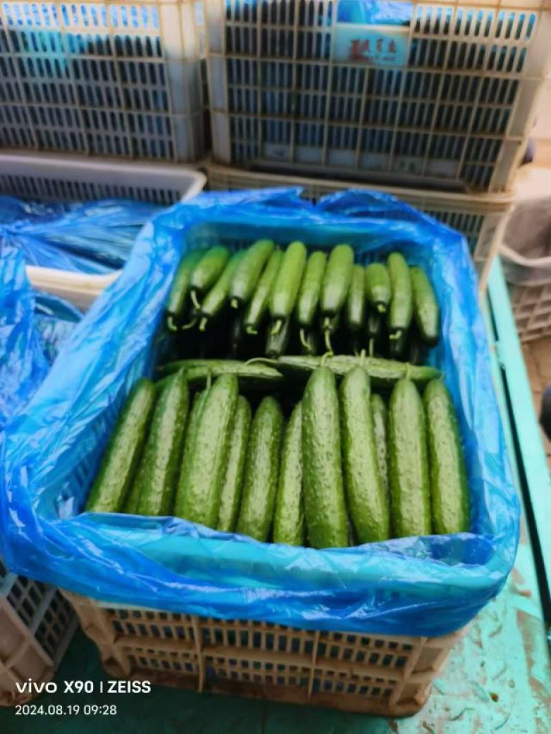 【推荐】黄瓜大量上市产地一手货源对接全国市场