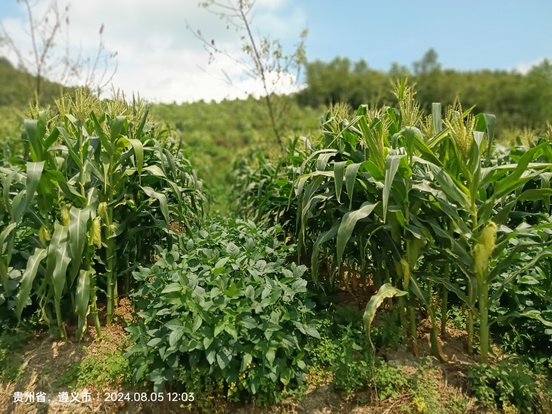 加甜糯玉米种植基地