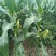 加甜糯玉米种植基地