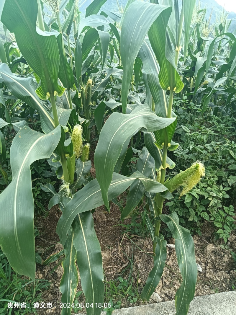加甜糯玉米种植基地